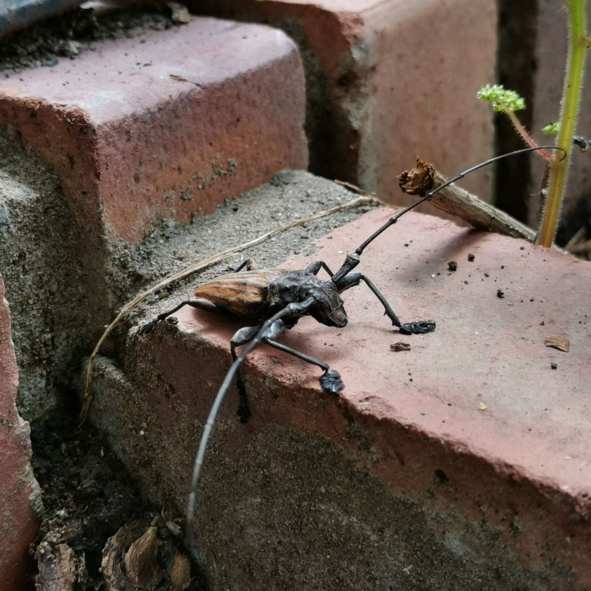 Steirastoma histrionicum White 1855的圖片