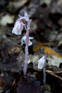 Image of Indian Pipe