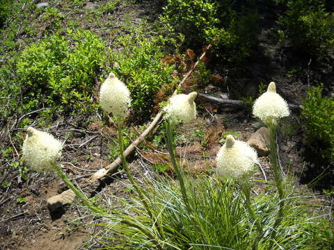 Image of Xerophyllum