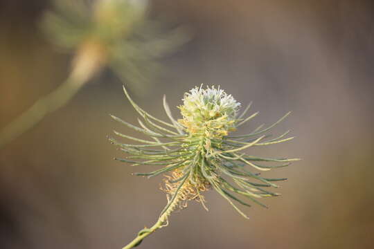 Imagem de Thelypodium integrifolium subsp. complanatum Al-Shehbaz