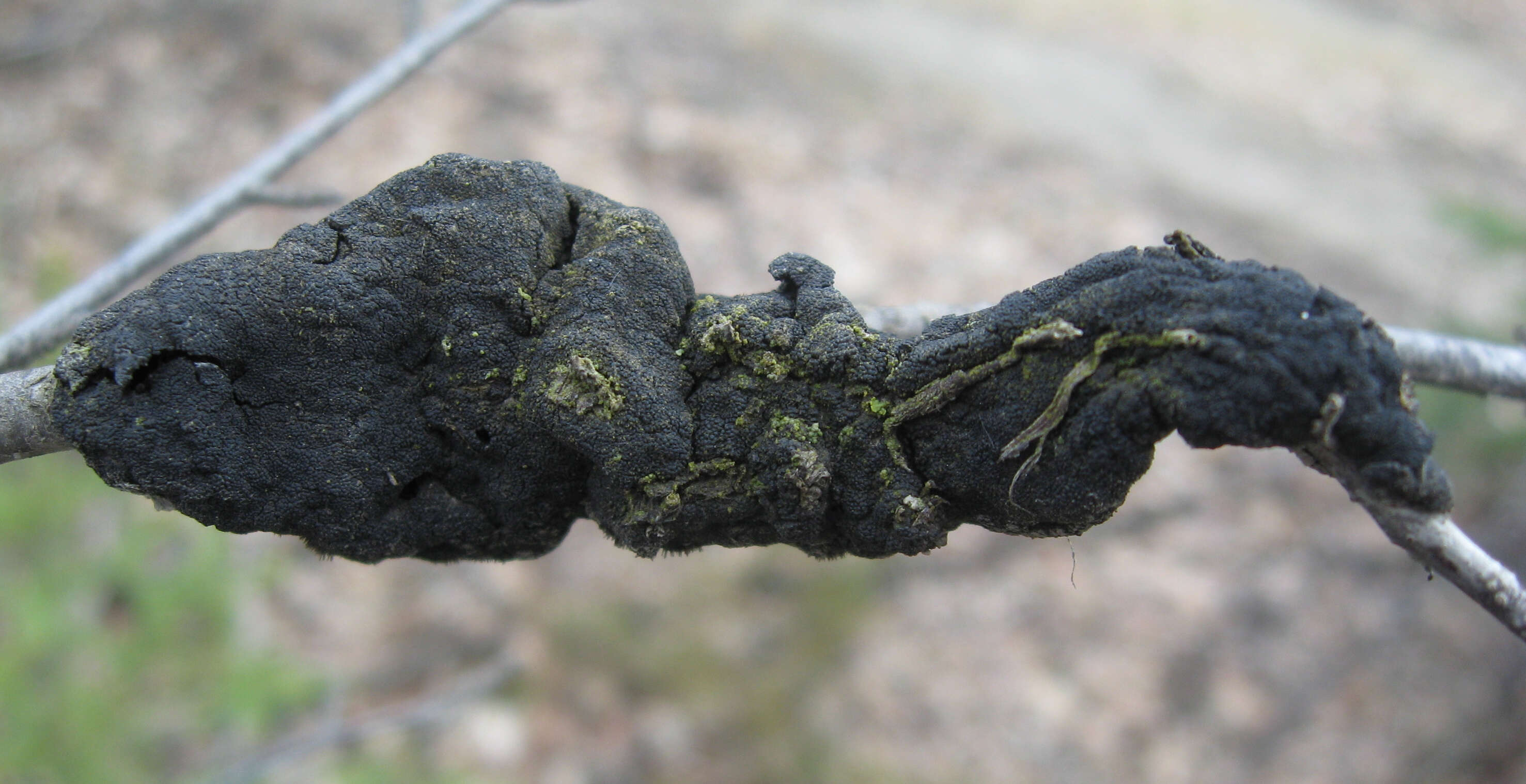 Image of black knot