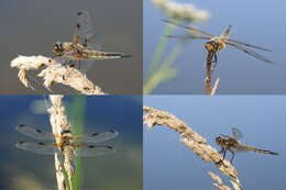 Image of Four-spotted Chaser