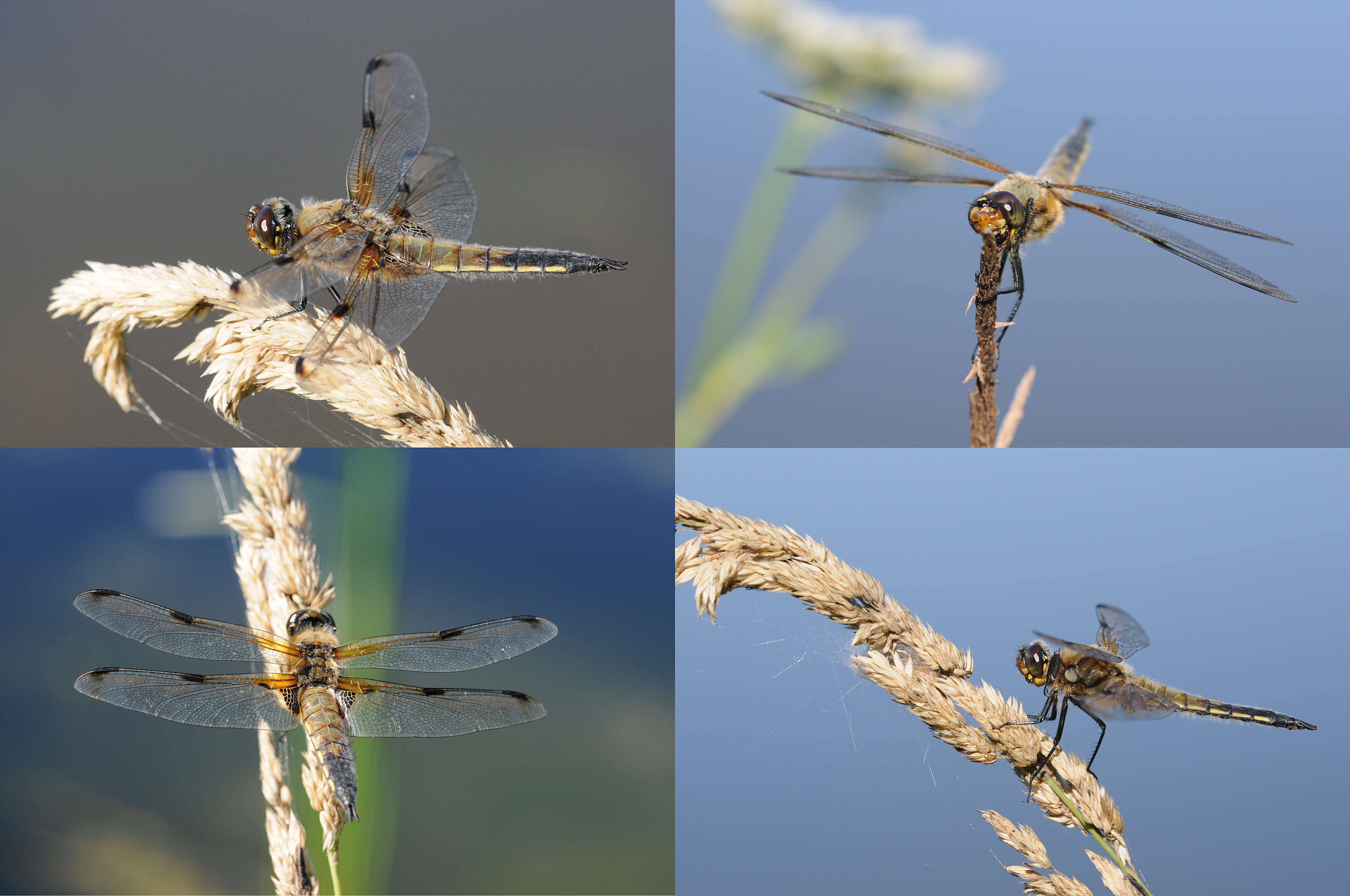 Image of Four-spotted Chaser