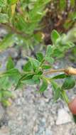 صورة Petunia axillaris subsp. subandina T. Ando