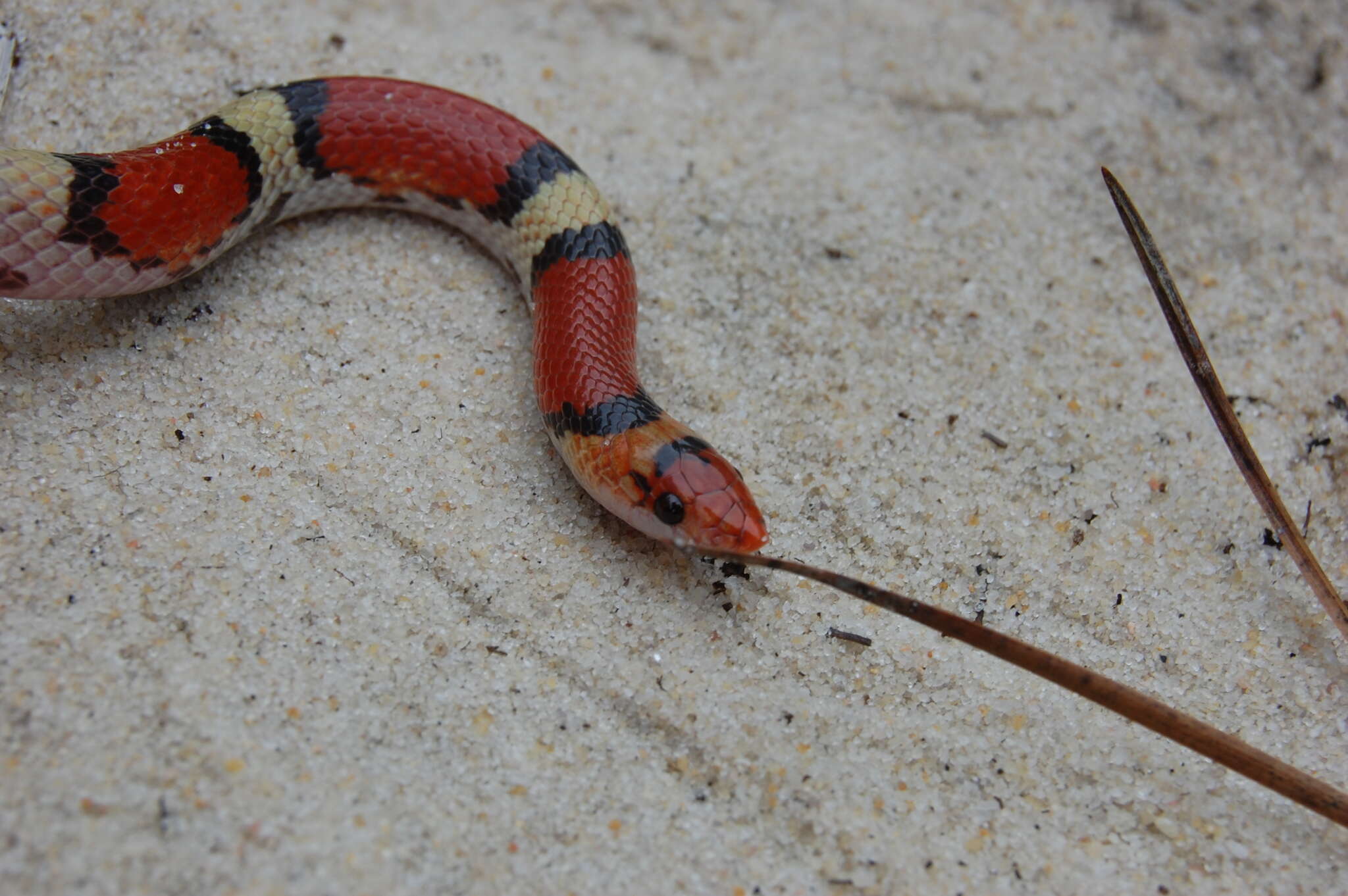 Image of Cemophora coccinea copei Jan 1863