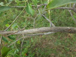 Image of Elaeodendron glaucum (Rottb.) Pers.