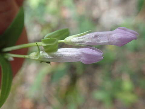 Image of Four-Part Dwarf-Gentian