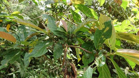 Ficus benguetensis Merr.的圖片