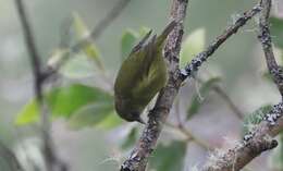 Image of Hawaii Creeper