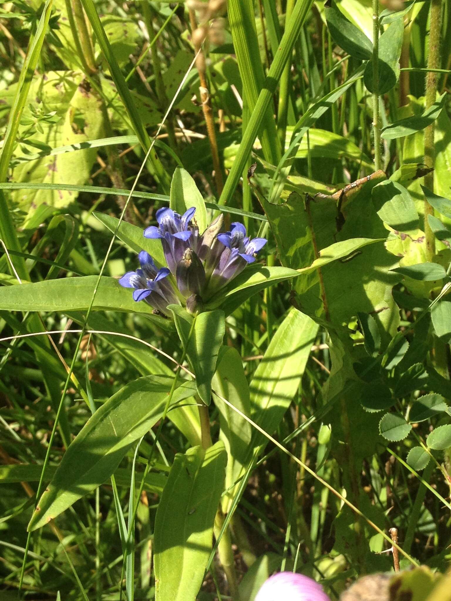 Image of Cross gentian