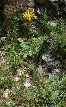 Image of Asphodeline lutea (L.) Rchb.