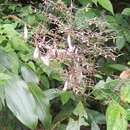 Image of Strobilanthes habracanthoides J. R. I. Wood