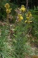 Image of yellow asphodel