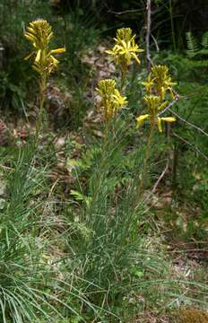 Image of Asphodeline lutea (L.) Rchb.