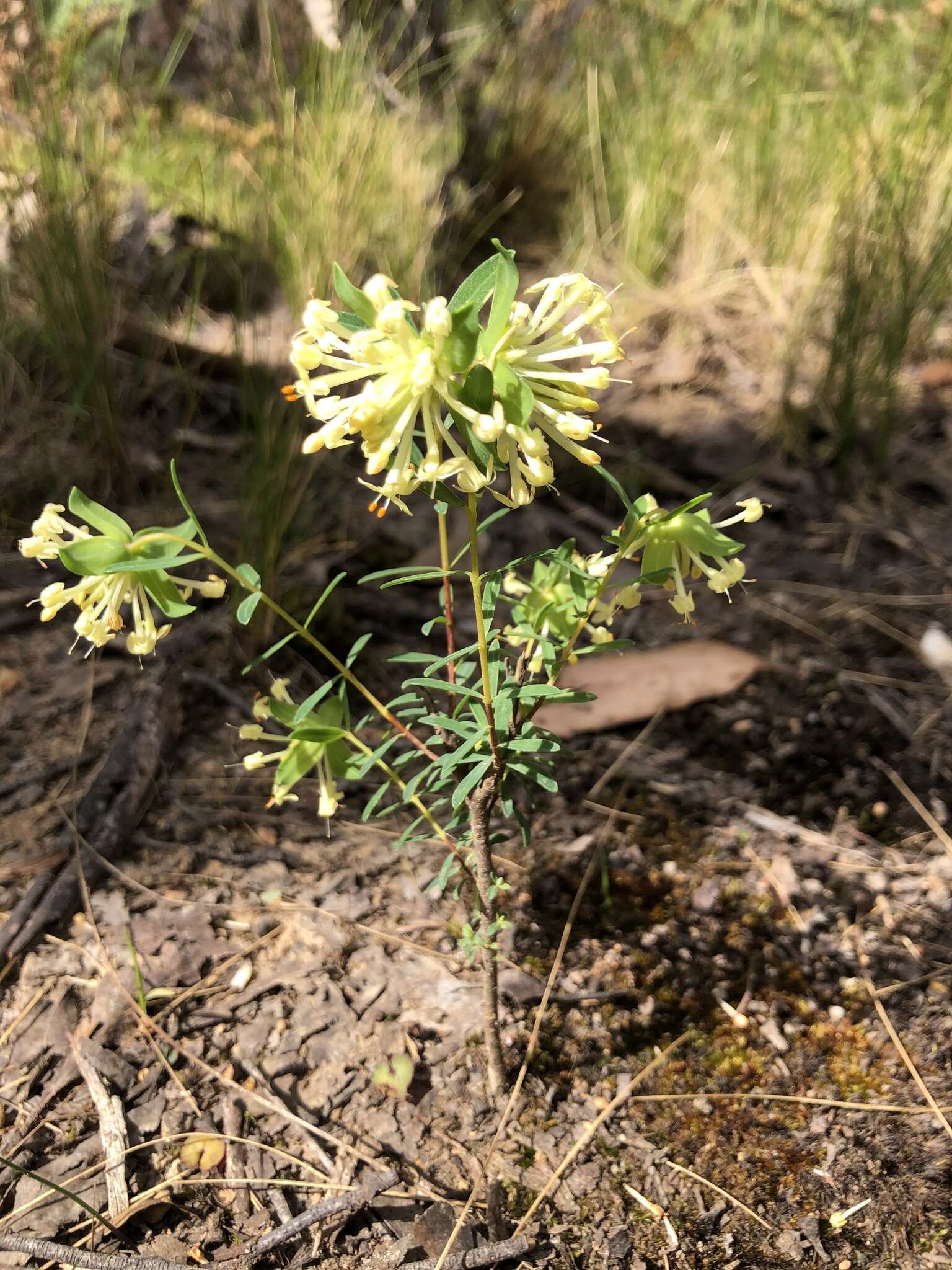 Image of Pimelea linifolia subsp. linifolia