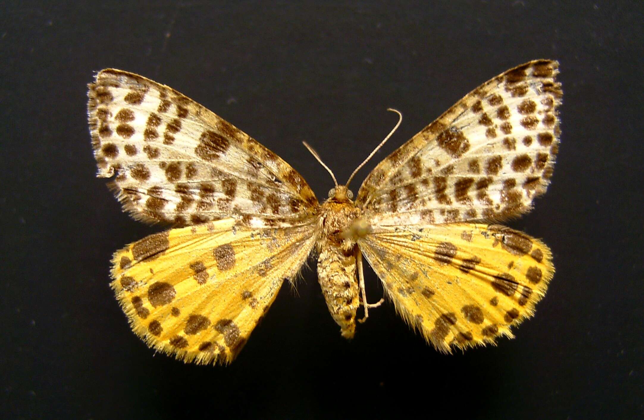 Image de Arichanna melanaria Linnaeus 1758