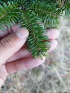 Image of Fraser Fir