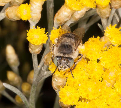 Image of Anthophora bimaculata (Panzer 1798)