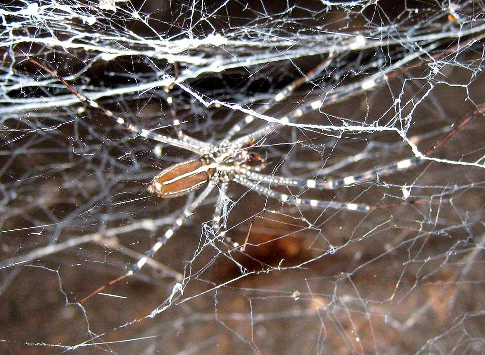 Plancia ëd Psechrus borneo Levi 1982