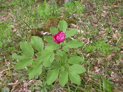 Image of Paeonia caucasica (Schipcz.) Schipcz.