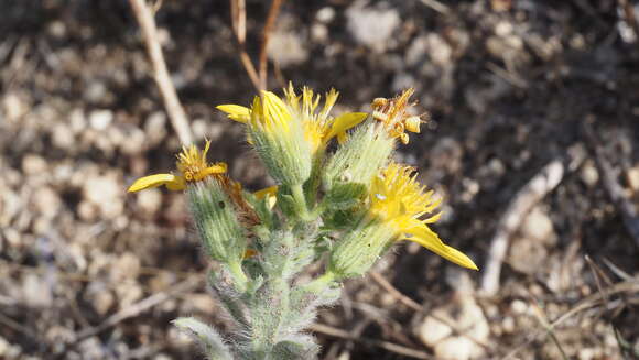 Image of sessileflower false goldenaster