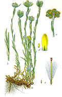 Image of Jersey cudweed