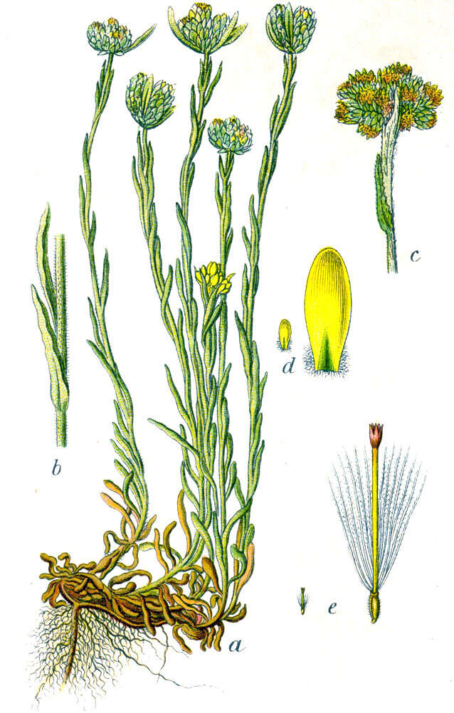 Image of Jersey cudweed