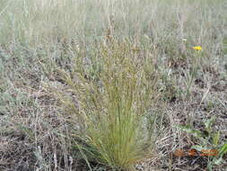 Image de Festuca pulchra Schur