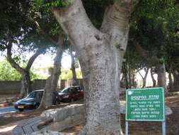 Image of Chinese banyan