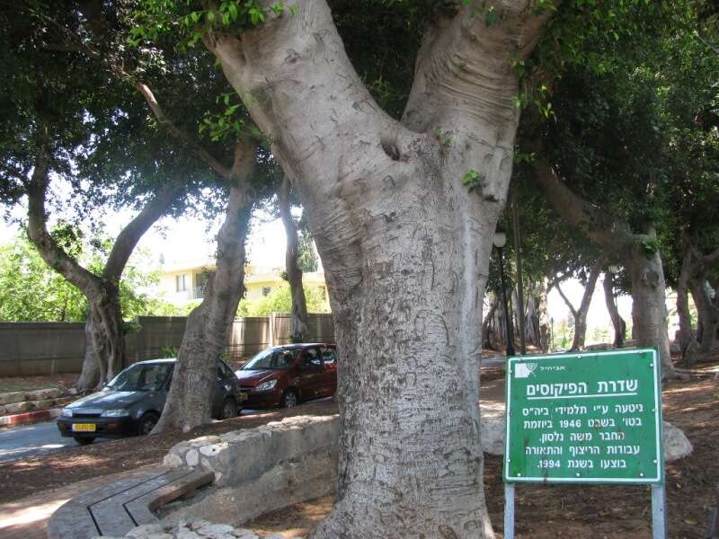 Image de Ficus microcarpa L. fil.