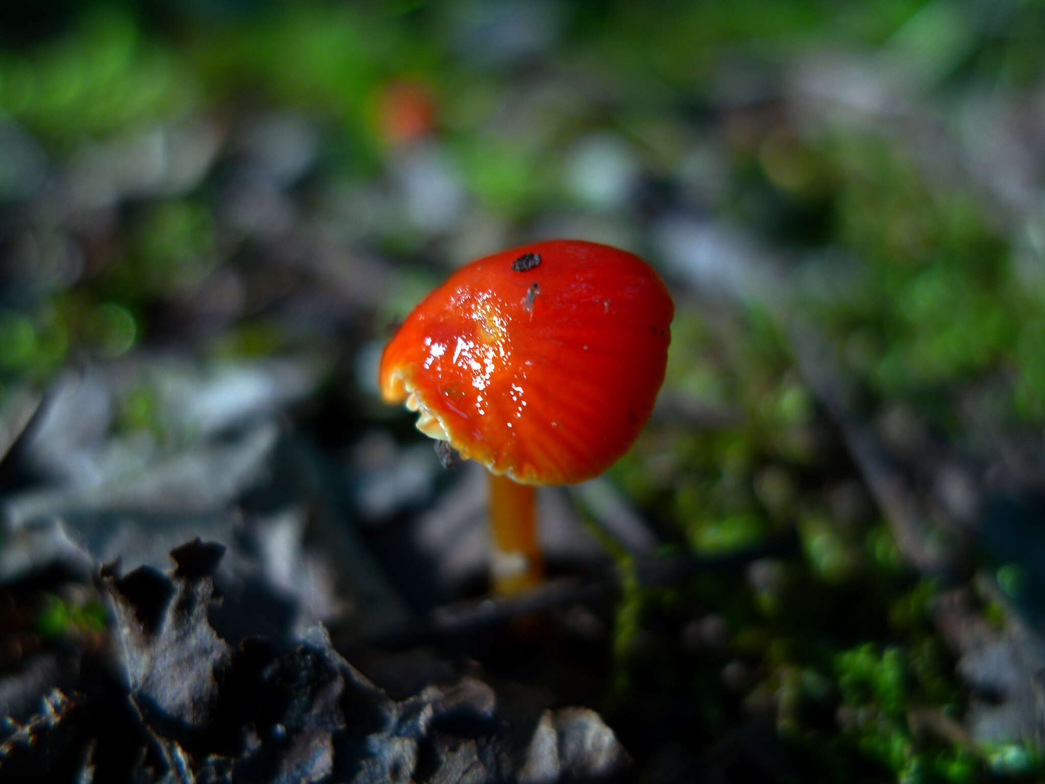 Image of Hygrocybe minutula (Peck) Murrill 1916