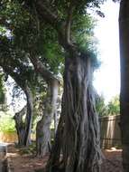 Image of Chinese banyan