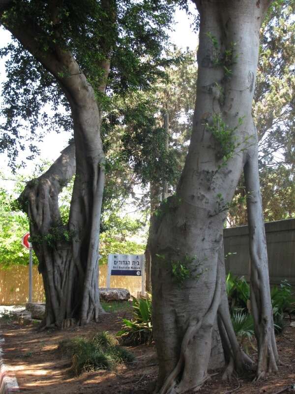 Image of Chinese banyan