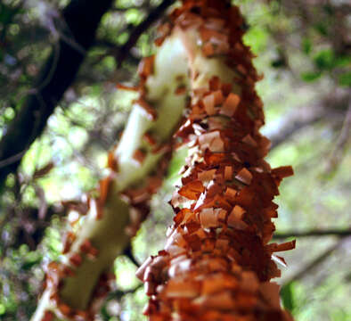 Image of Greek Strawberry-tree