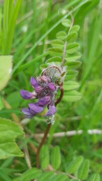 Plancia ëd Vicia sepium L.