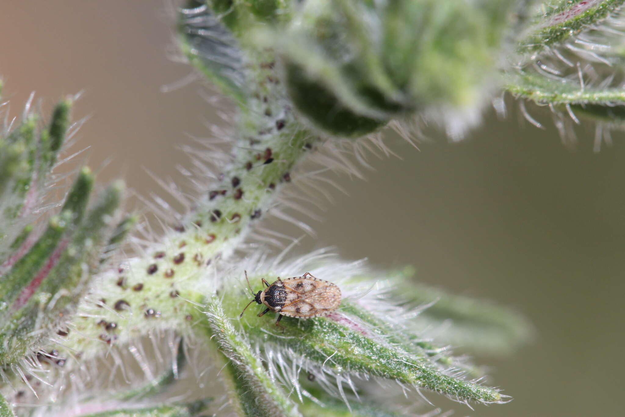 Image of Lace bug