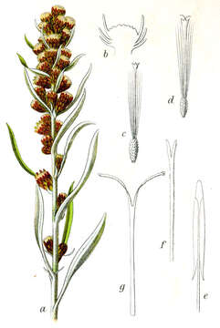 Image of heath cudweed