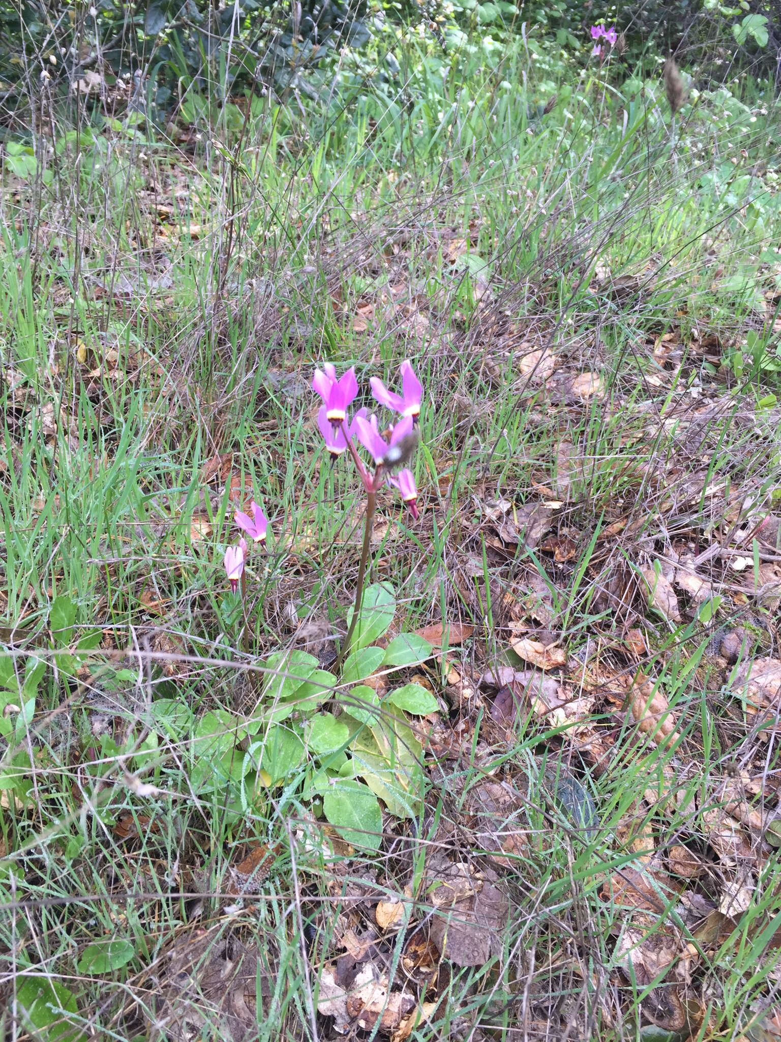 Imagem de Dodecatheon hendersonii subsp. hendersonii