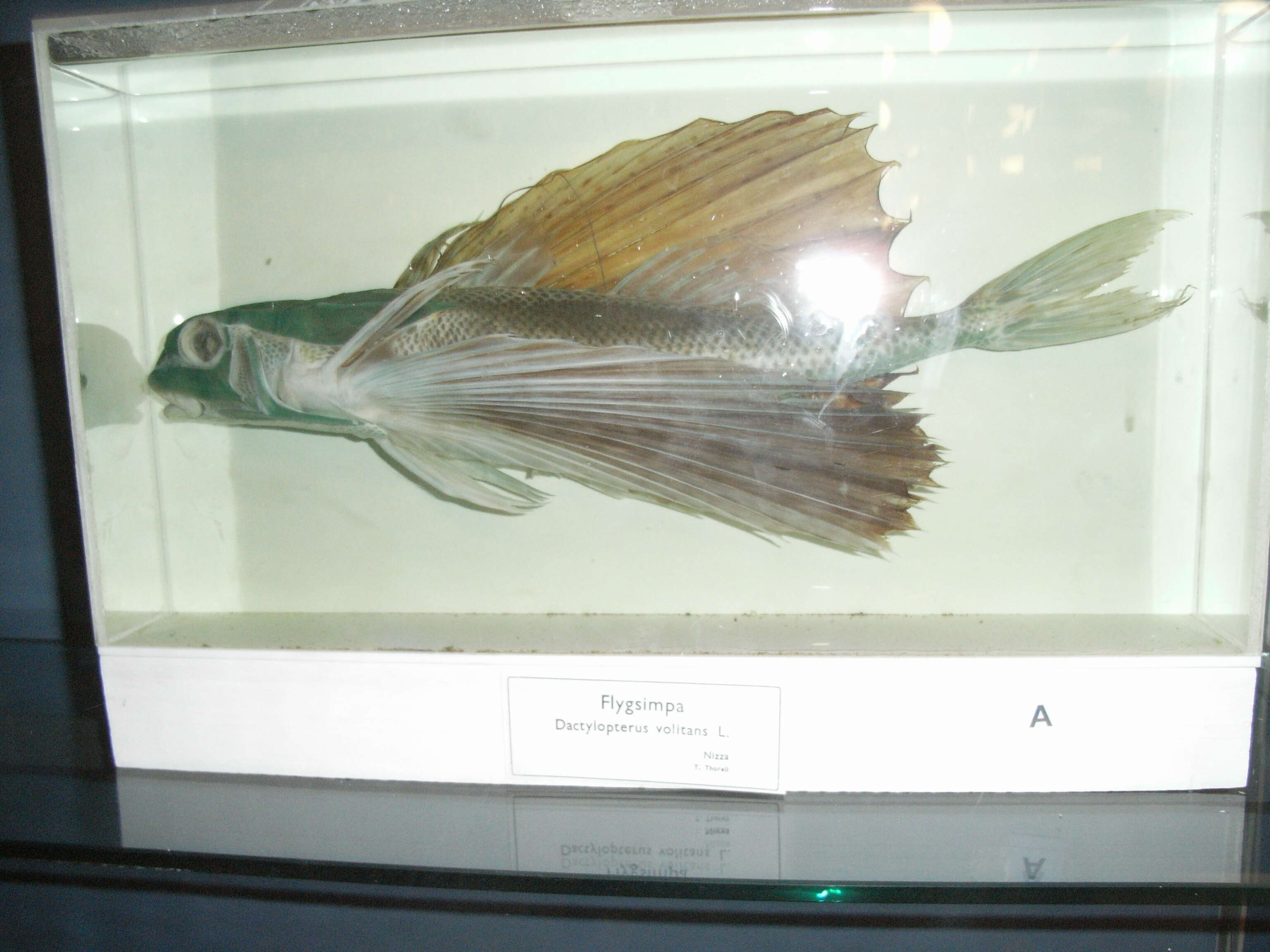 Image of Dactylopterus