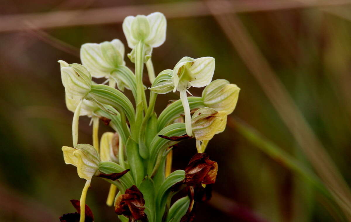 Image of Habenaria epipactidea Rchb. fil.