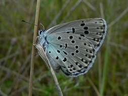 Image of Phengaris arion