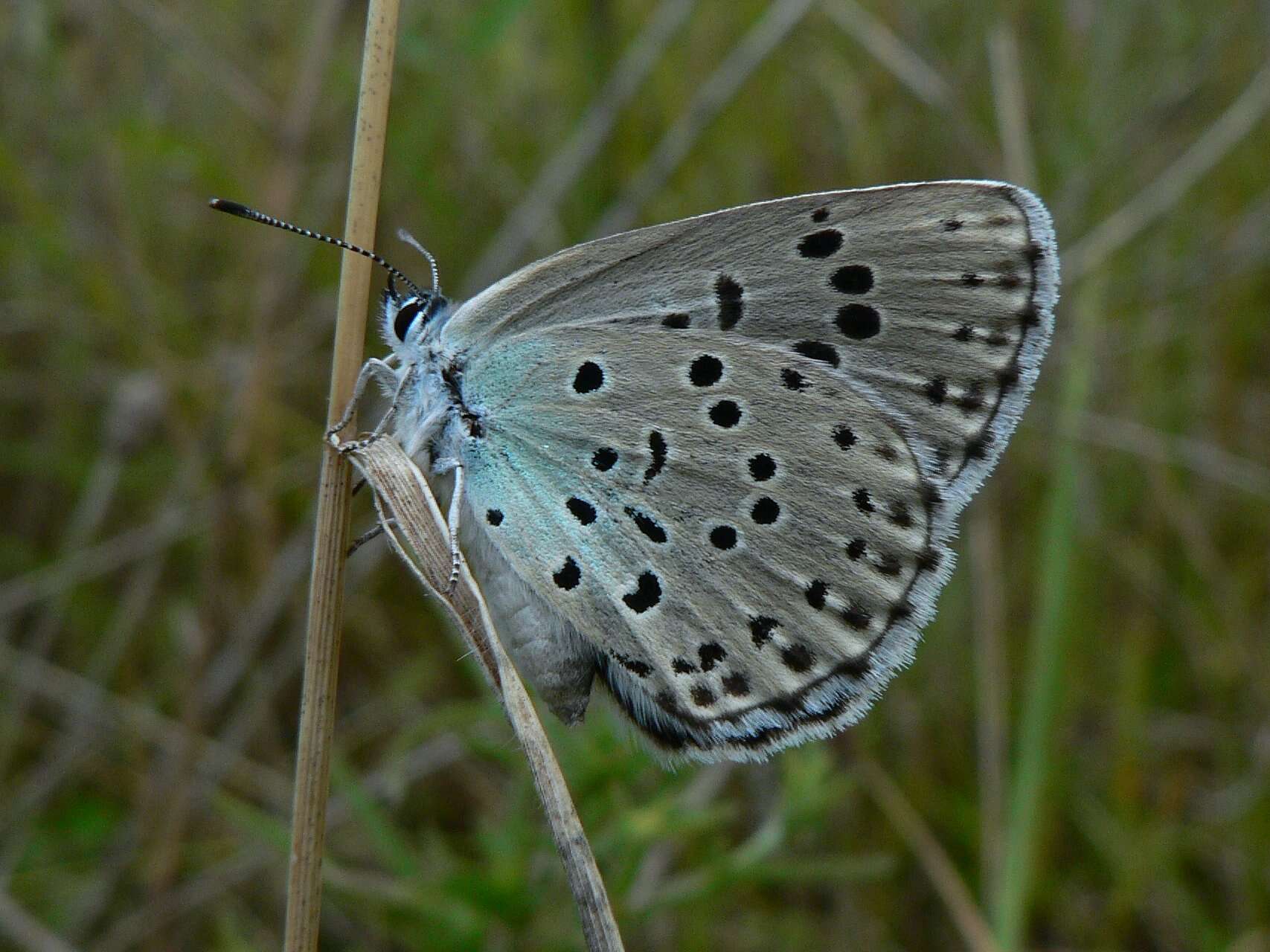 Image of Phengaris arion