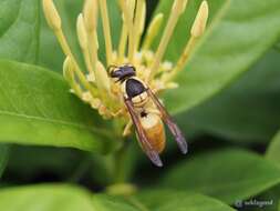 Image of Vespa bicolor Fabricius 1787