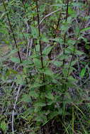 Image of rough boneset