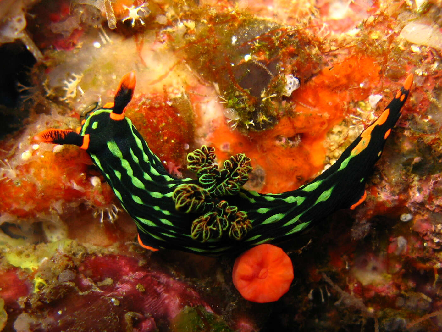 Image of Dusky green spot orange gill black slug