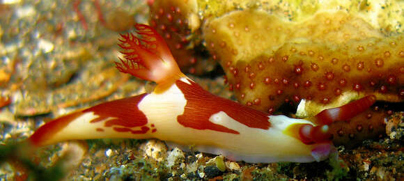 Image of Nembrotha purpureolineata O'Donoghue 1924