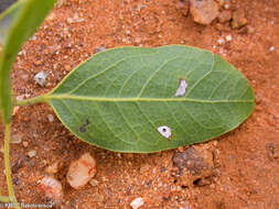 Albizia tulearensis R. Vig.的圖片