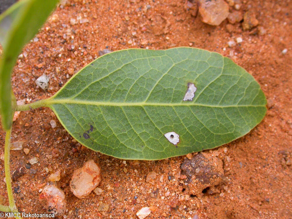 Image de Albizia tulearensis R. Vig.