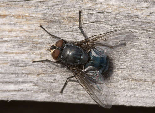 Image of Blue bottle fly