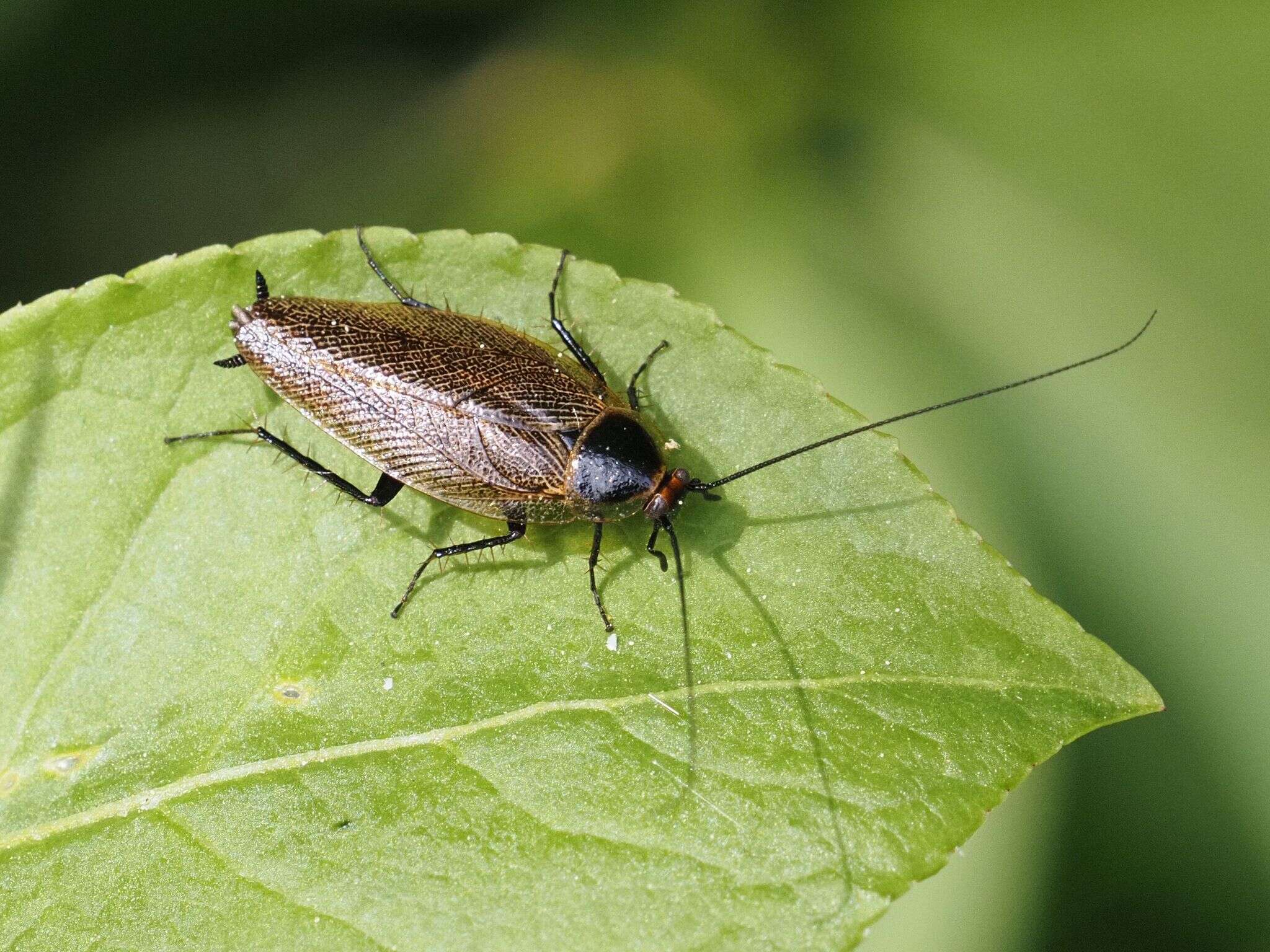 Image of Ectobius (Ectobius) erythronotus Burr 1898